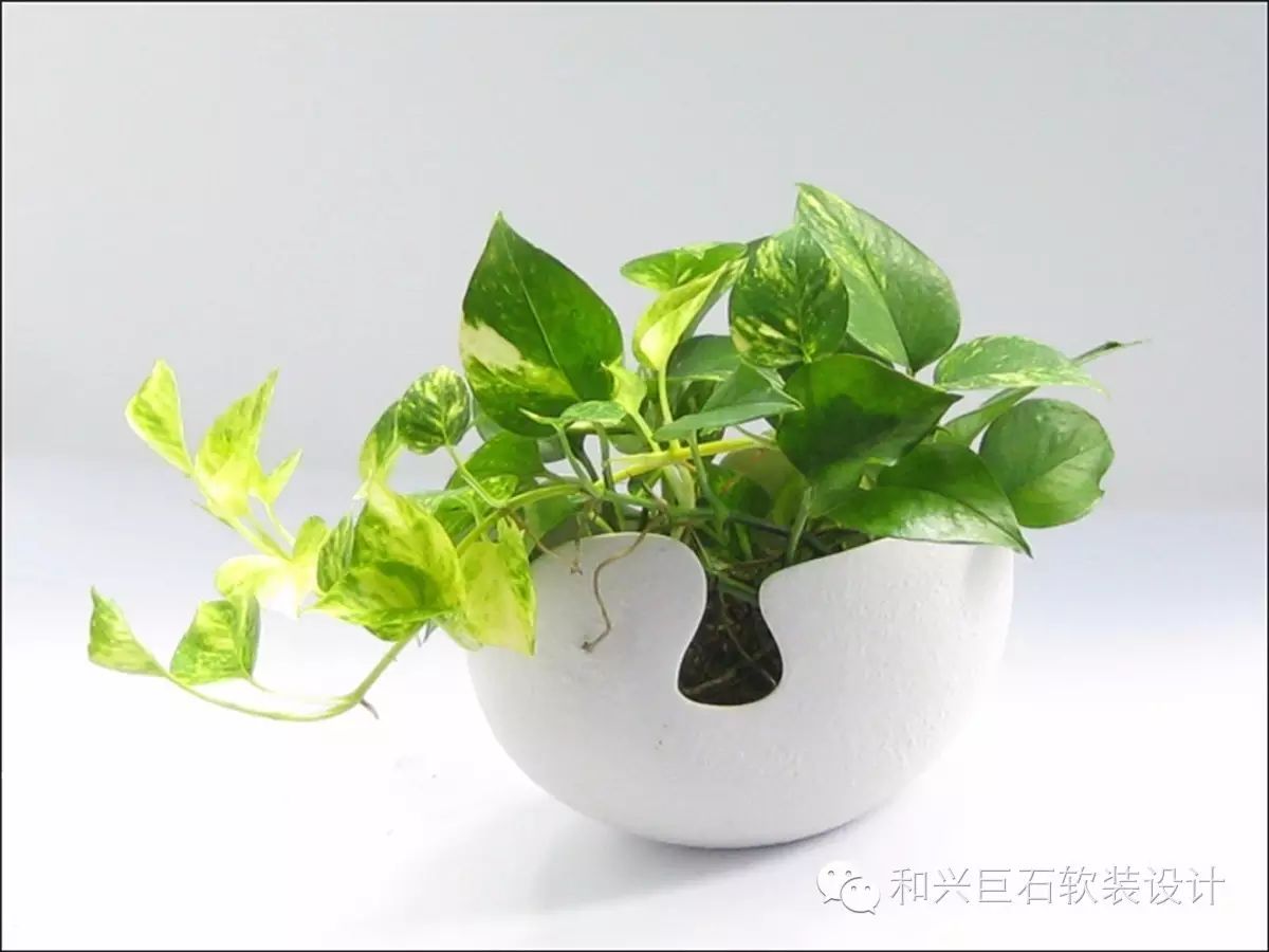 办公桌上的绿色植物_办公桌绿色植物_办公桌面绿植