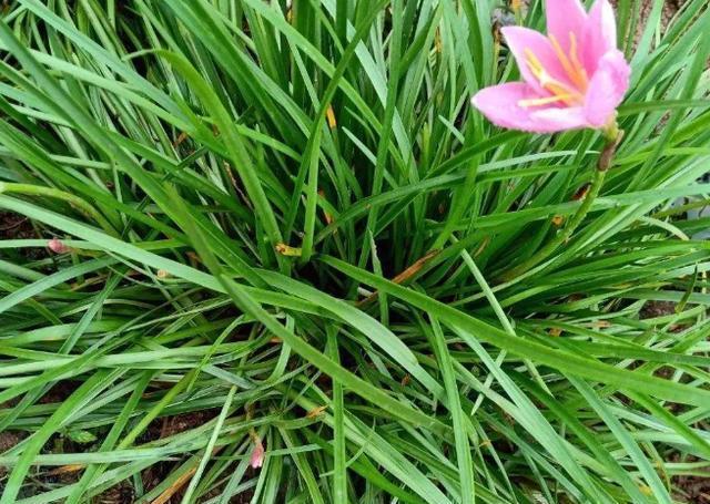 风雨兰一年只开几次花，其实是不正常的