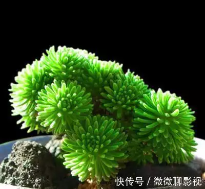 办公室盆景植物名称大全图解_办公室盆景植物有哪些_办公室大盆景植物名称