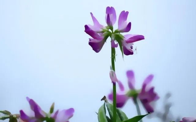 关于养植物心情的说说_说说养植物心情短语_养植物的心情