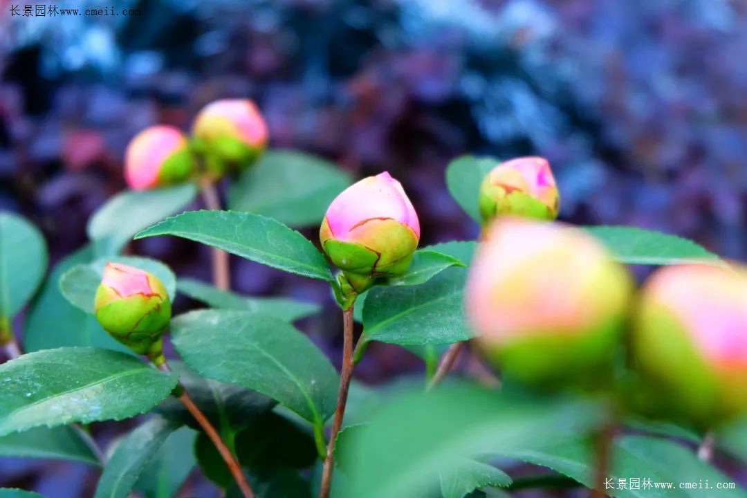 只长绿叶不开花的植物_只长绿叶不开花的植物_只长绿叶不开花的植物