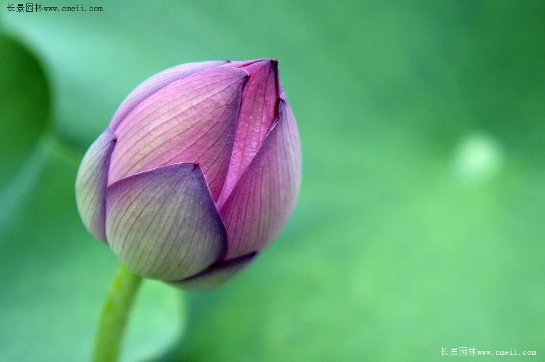 只长绿叶不开花的植物_只长绿叶不开花的植物_只长绿叶不开花的植物