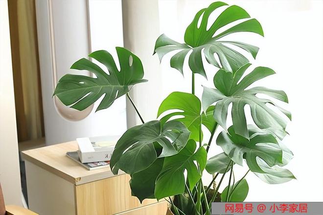 适合家里的养的绿色盆栽植物_养植物绿色适合家里吗_适合家里养的绿色植物