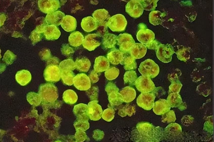 02绿硫细菌的光合作用机制-科学探索