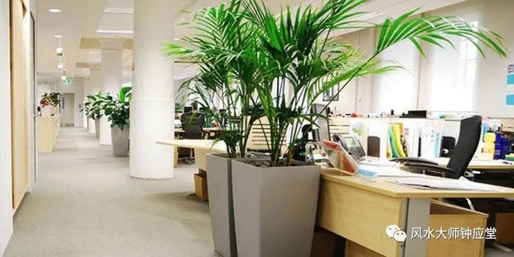 在办公室摆放绿色植物影响到风水的几种作用